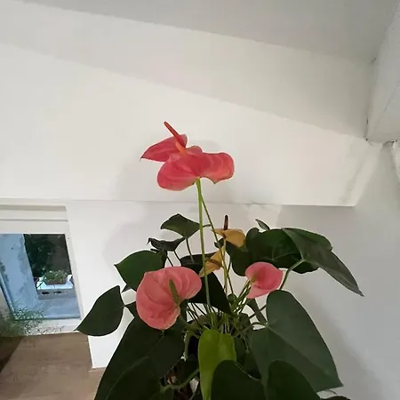 Apartmán Mt70